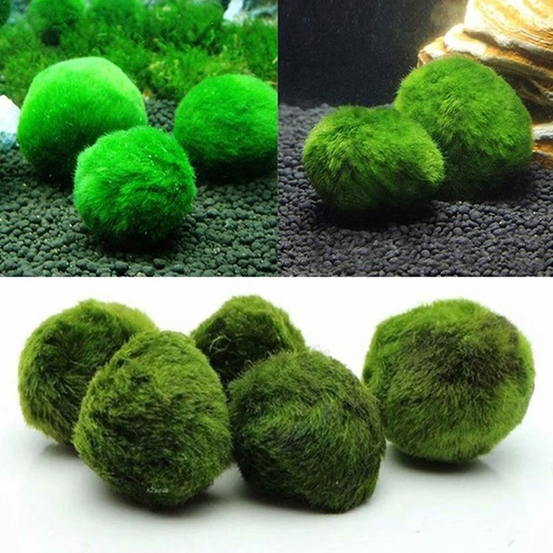 Terrarium Moss Art - 1個 3-4cm モスボール 生水槽植物 藻類 魚