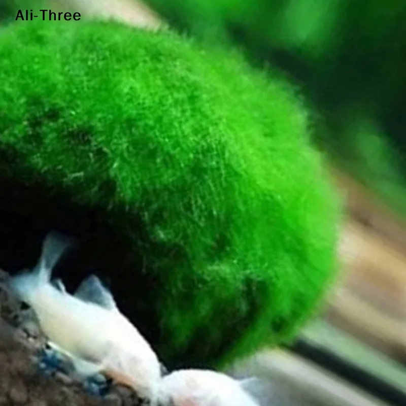 1個 3-4cm モスボール 生水槽植物 藻類 魚 エビ 水 - Terrarium Moss Art のレビューと価格