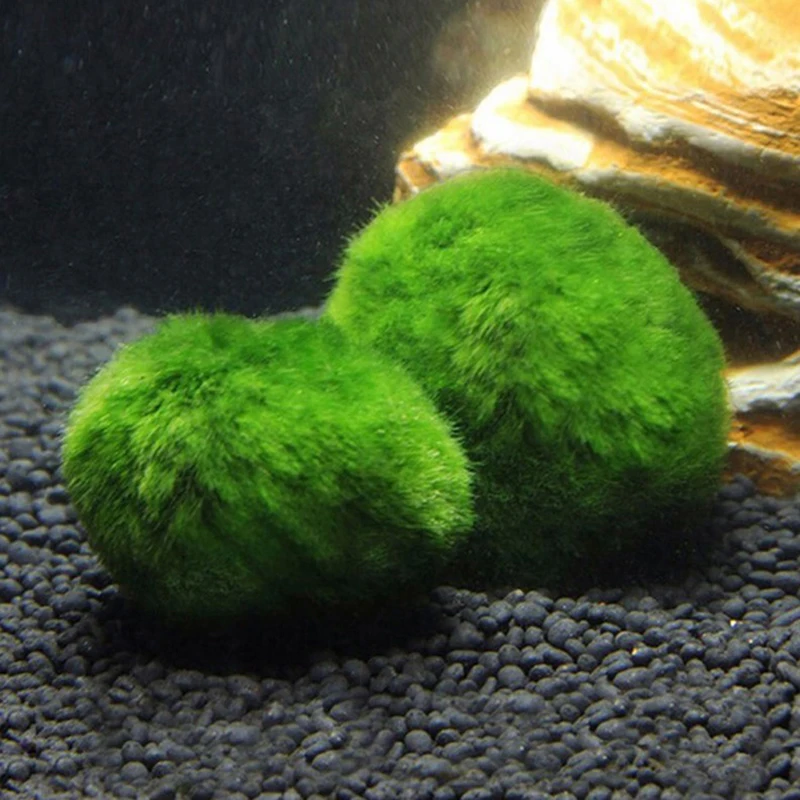 1個 3-4cm モスボール 生水槽植物 藻類 魚 エビ 水 - Terrarium Moss Art のレビューと価格