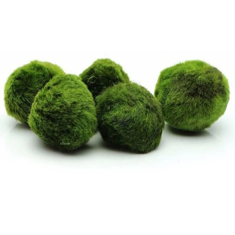 1個 3-4cm モスボール 生水槽植物 藻類 魚 エビ 水 - Terrarium Moss Art のレビューと価格
