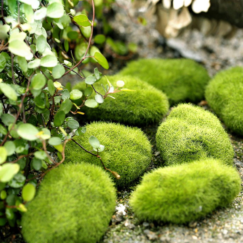 グリーン人工芝フォーム苔植物マイクロ風景置物 DIY 家の装 - Terrarium Moss Art のレビューと価格