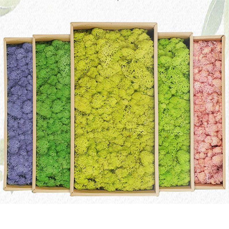 人工緑の植物,エターライフ草,ミニ景観,偽草,家,居間,庭の - Terrarium Moss Art のレビューと価格